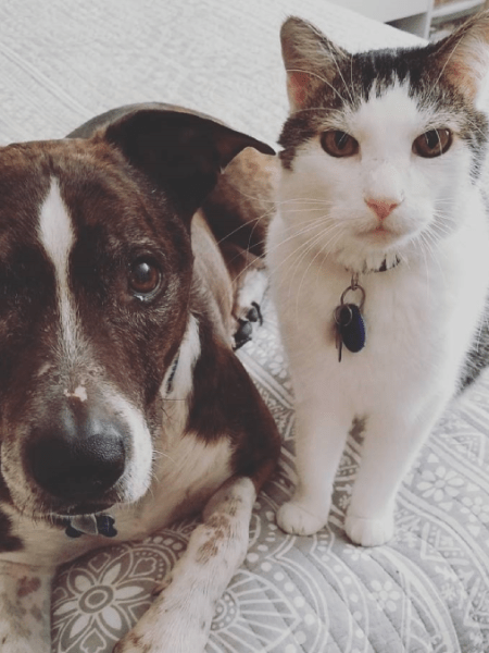 Why “Adopt, Don’t Shop”&nbsp;Matters