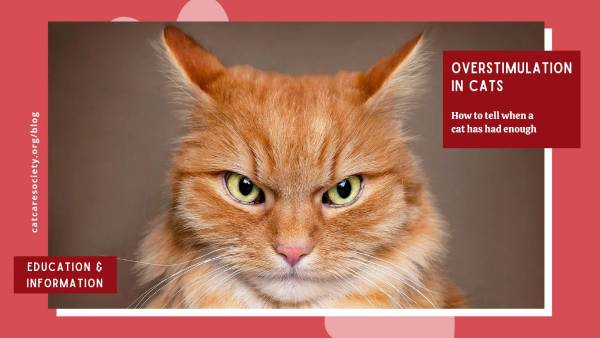 Overstimulation in Cats: Understanding “Aggressive” Behavior and Finding&nbsp;Solutions