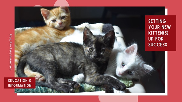 Setting Your Kitten Up for Success: Essential Tips for New Owners ...